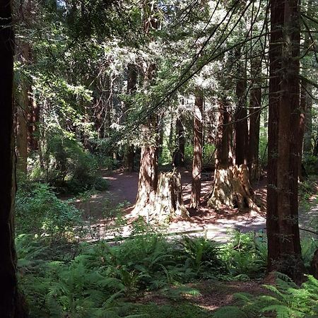 Emerald Forest Cabins Trinidad Ruang foto