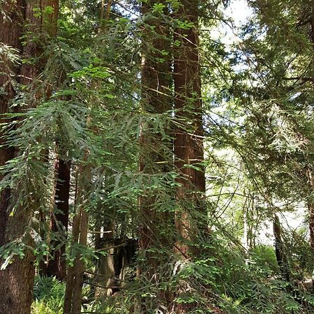 Emerald Forest Cabins Trinidad Ruang foto