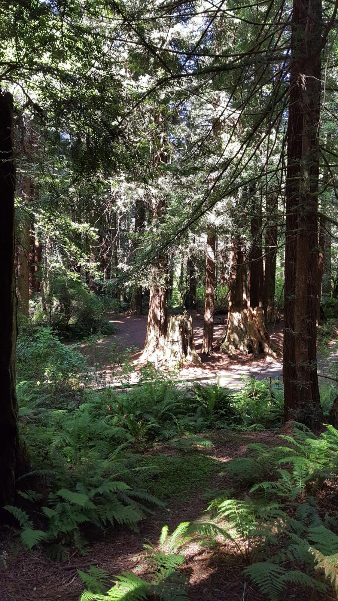 Emerald Forest Cabins Trinidad Ruang foto