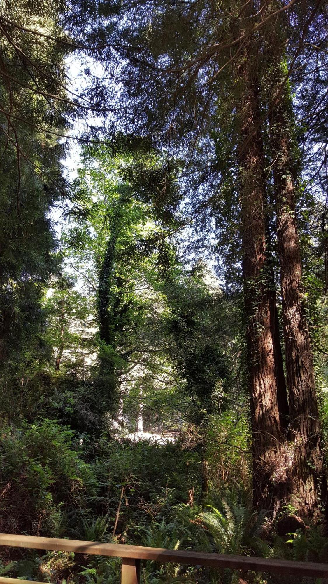 Emerald Forest Cabins Trinidad Ruang foto