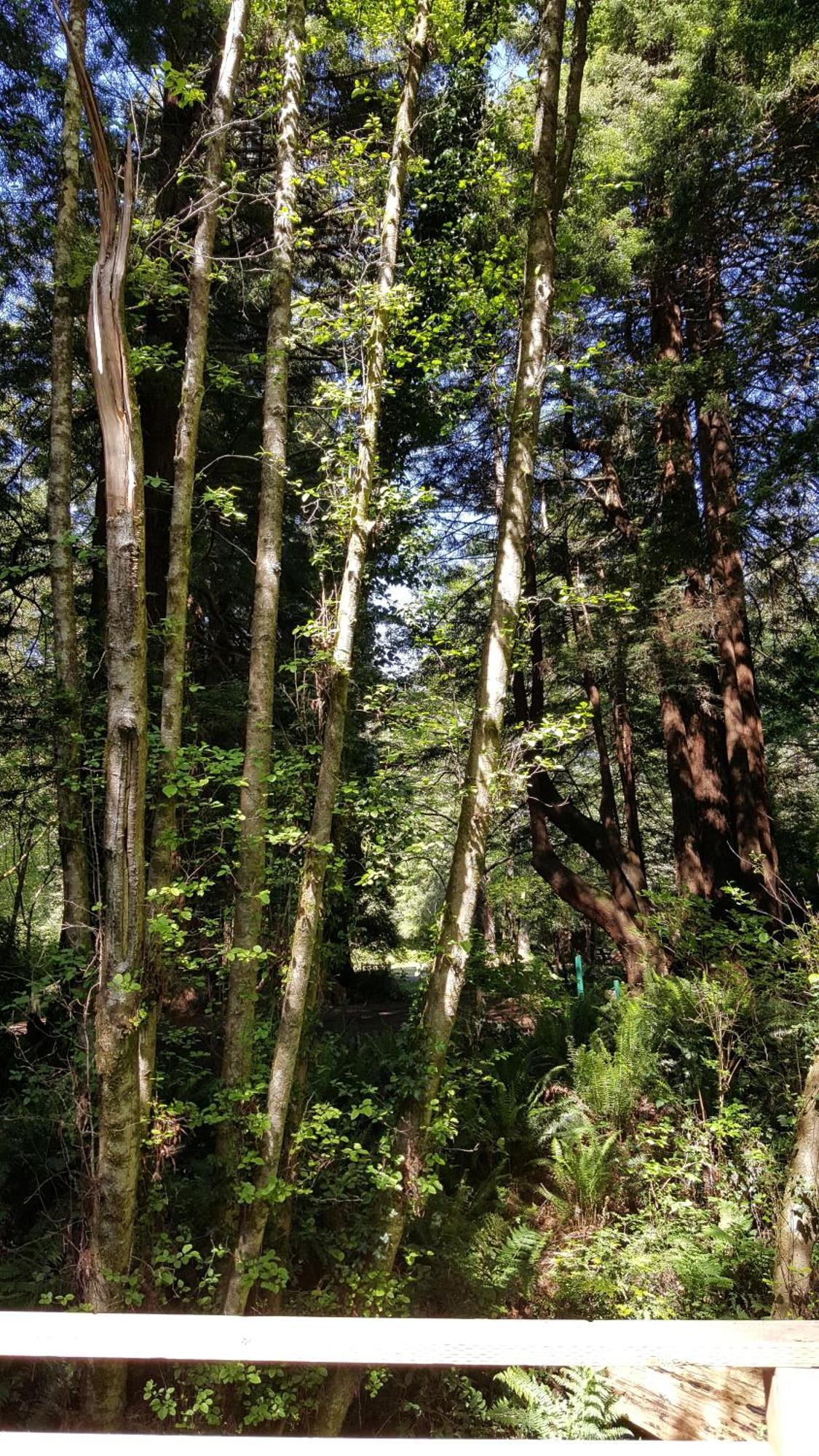 Emerald Forest Cabins Trinidad Ruang foto