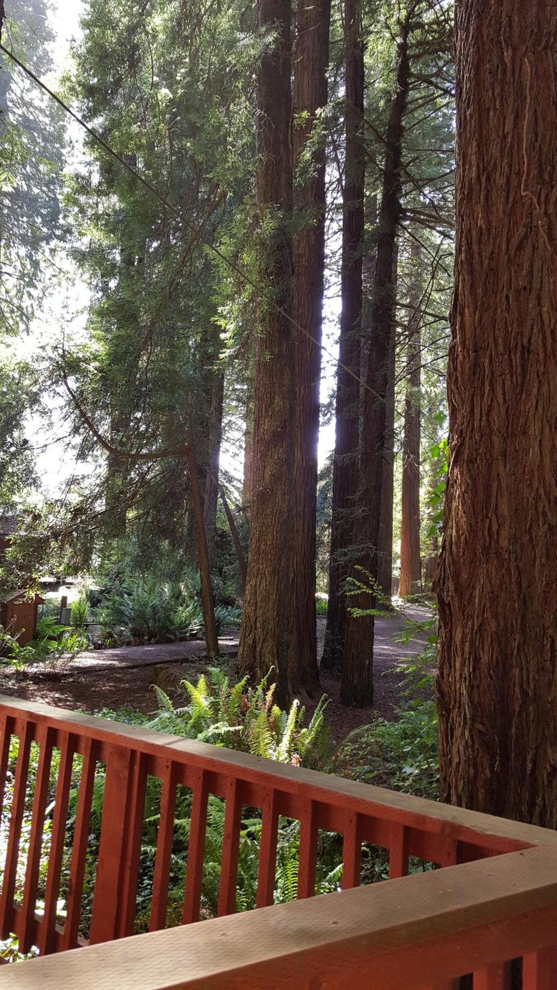 Emerald Forest Cabins Trinidad Ruang foto