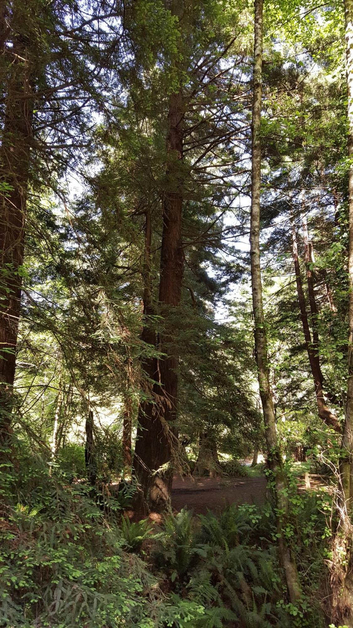 Emerald Forest Cabins Trinidad Ruang foto