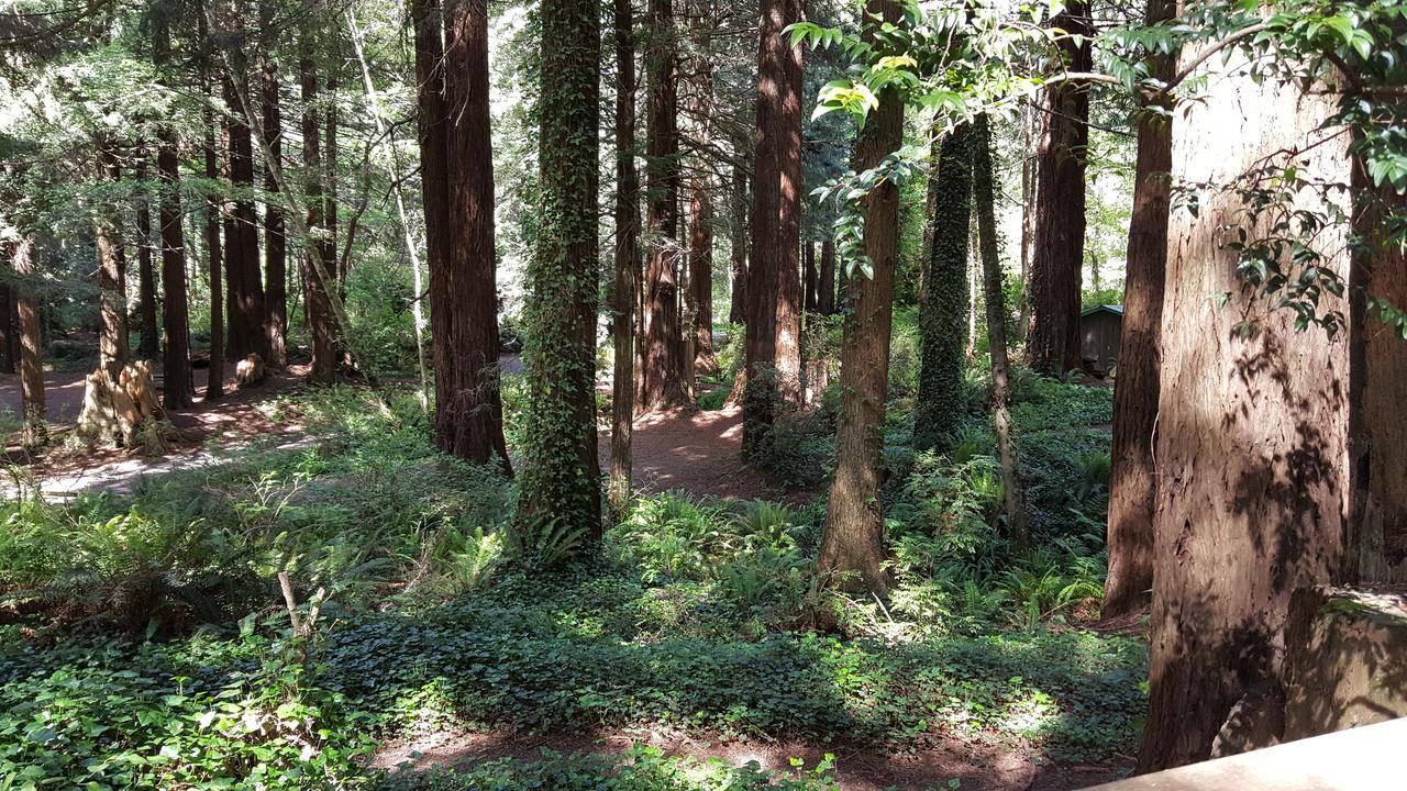Emerald Forest Cabins Trinidad Bagian luar foto