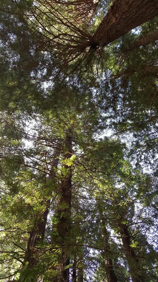 Emerald Forest Cabins Trinidad Bagian luar foto