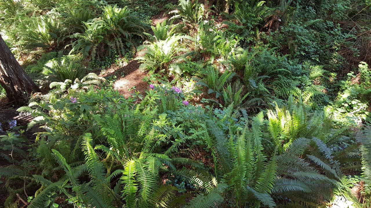 Emerald Forest Cabins Trinidad Ruang foto