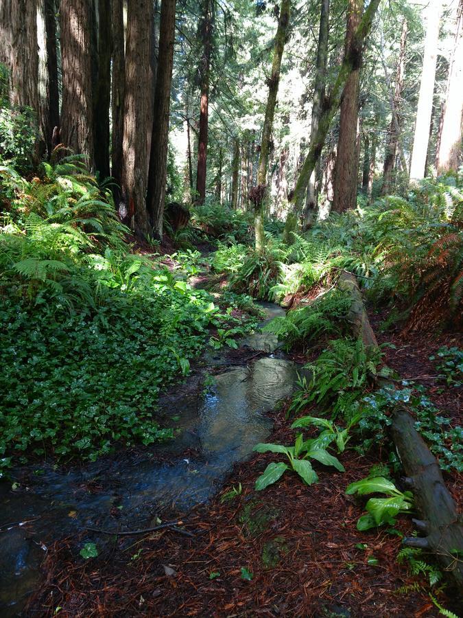 Emerald Forest Cabins Trinidad Bagian luar foto